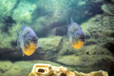 Tatlı su akvaryumunda yırtıcı piranalar okulu