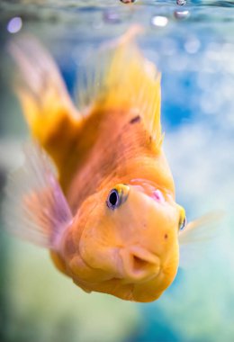 Kırmızı Papağan Cichlid bir akvaryumda suda.