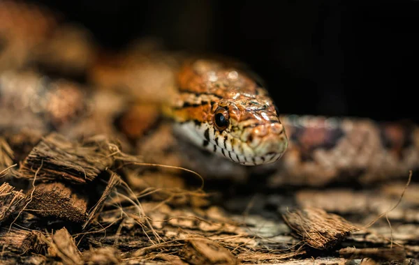 Serpiente Tropical Brillante Hábitat Natural — Foto de Stock