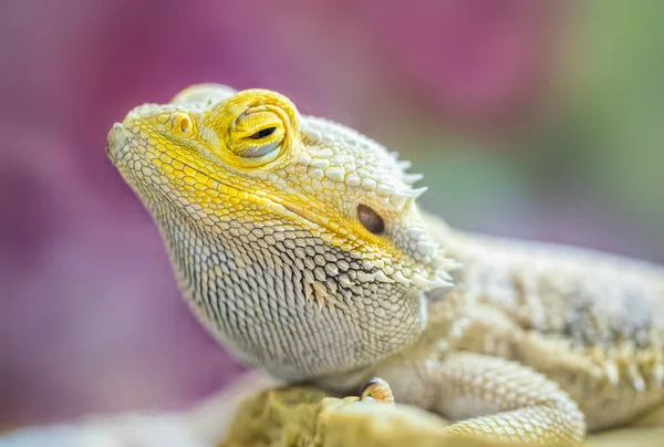 Разноцветный Хамелеон Экзотическая Тропическая Ящерица — стоковое фото