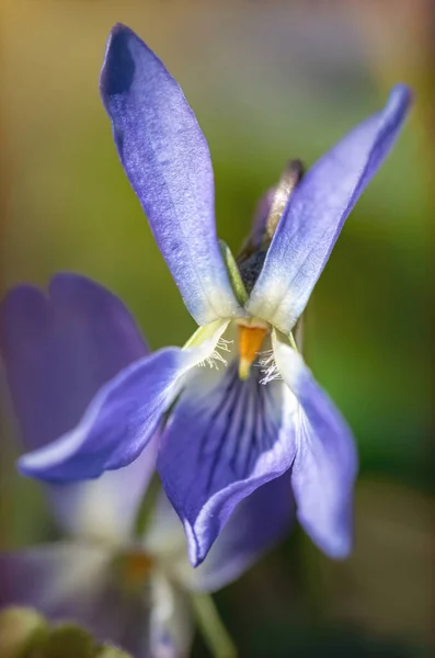 Violettes Délicates Forêt Bleue Carte Pâques Printemps — Photo