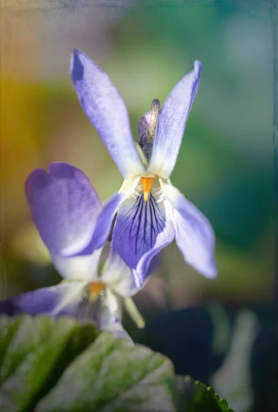 Violetas Delicadas Floresta Azul Cartão Páscoa Primavera — Fotografia de Stock