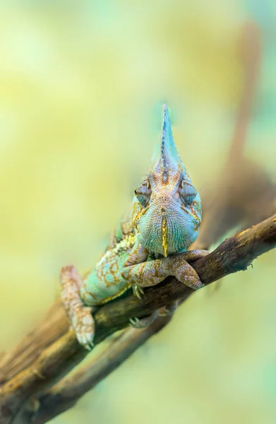 Camaleón Multicolor Lagarto Tropical Exótico —  Fotos de Stock