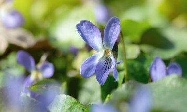 Narin mavi orman menekşeleri. Bahar Paskalya kartı