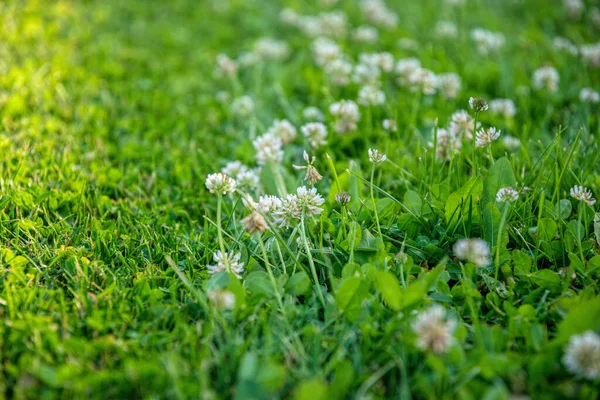 Cortando Grama Jardim Verão — Fotografia de Stock