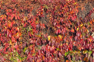 Kırsal alanda sonbahar arkaplanı. Eski ahır duvarı ve yabani üzüm ağaçları.