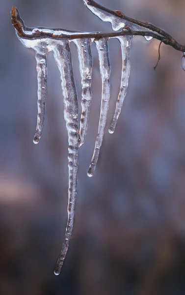 Ice Icicles Background Winter Garden —  Fotos de Stock