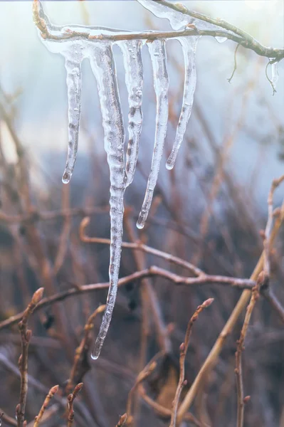 Jégcsapok Téli Kert Hátterében — Stock Fotó