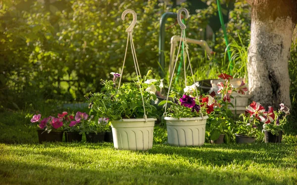 庭と園芸 庭師の在庫とペチュニアの花の苗 — ストック写真