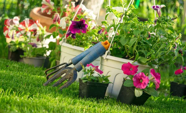 Tuin Tuinbouw Tuinman Inventaris Petunia Bloemzaailingen — Stockfoto