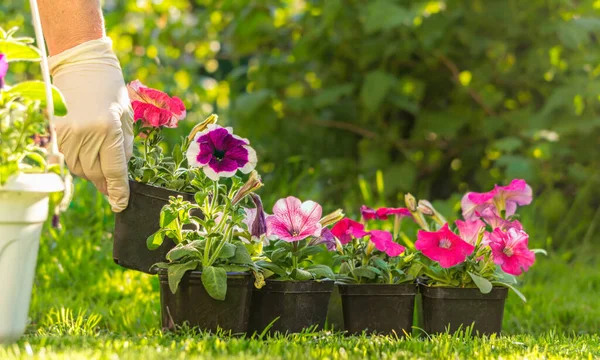 Tuin Tuinbouw Tuinman Inventaris Petunia Bloemzaailingen — Stockfoto