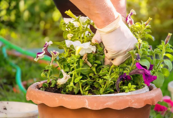 Garten Und Gartenbau Gärtnerinventar Und Petunienblütensetzlinge — Stockfoto