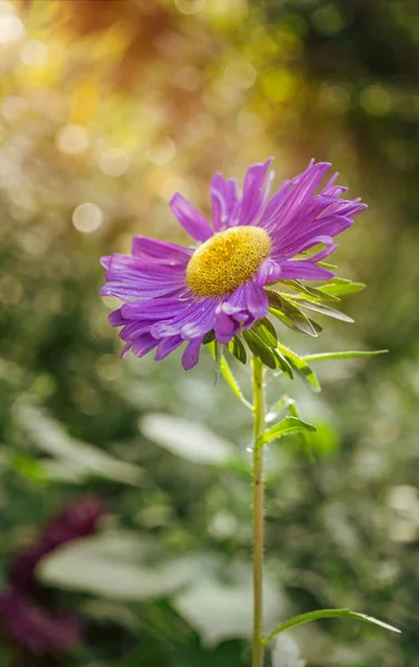 Őszi Égők Ragyogó Virágai Esti Nap Sugaraiban Virágok Bokeh — Stock Fotó