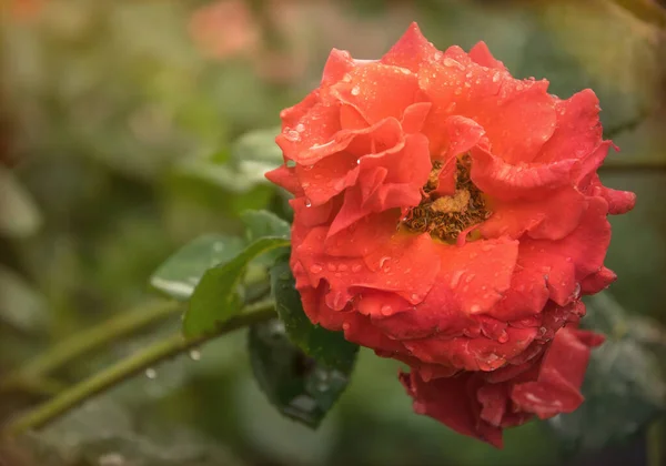 Flor Delicada Outono Chá Inglês Aumentou Jardim — Fotografia de Stock