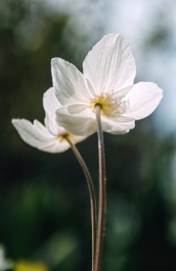 Bahar bahçesinde beyaz narin şakayık çiçeği