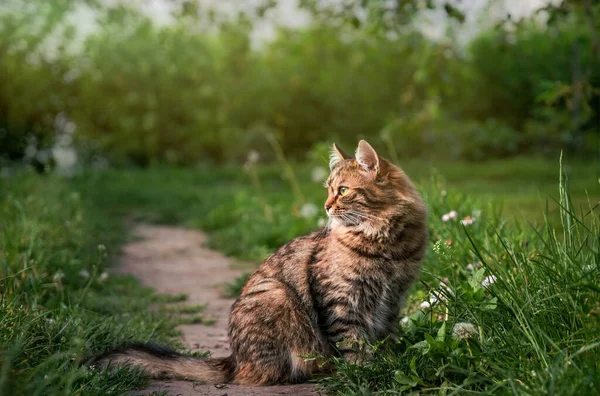 Tabby Fluffig Katt Bakgrund Solig Trädgård — Stockfoto