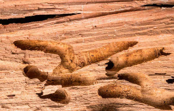 Hout Gesneden Door Een Kolonie Termieten — Stockfoto