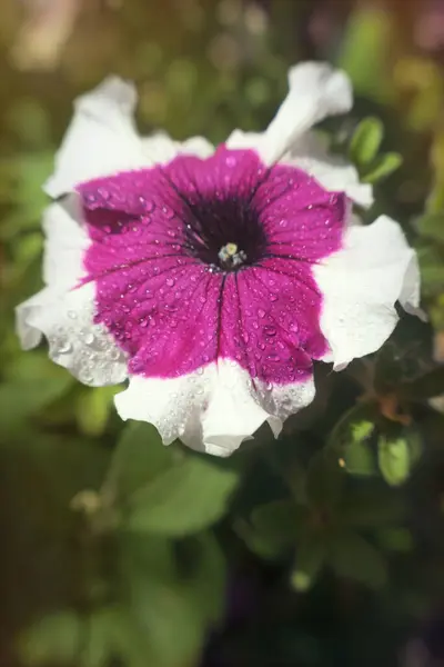 Roze Bloeiende Petunia Het Voorjaar Ochtend Zon — Stockfoto