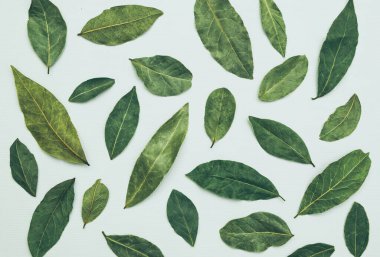 Beyaz arka planda kuru defne yaprakları. Aromatik bitkiler ve baharatlar