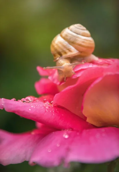 Pintoresco Jardín Rosas Inglés Verano Delicado Capullo Rosado Con Gotas —  Fotos de Stock