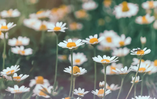 在阳光普照的乡村草地上盛开的野雏菊 — 图库照片