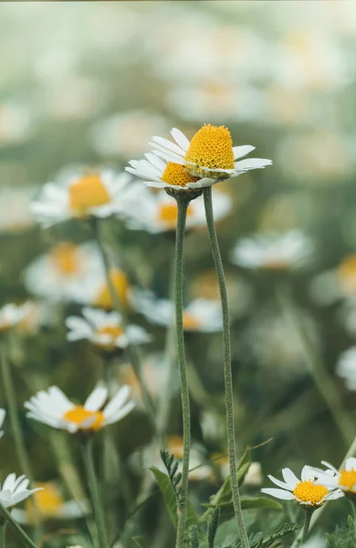 Квітучі Дикі Ромашки Сонячному Сільському Лузі — стокове фото