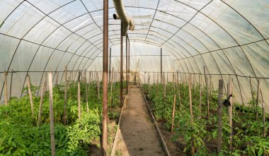 Yeşillik ve sebze fidanlarıyla eski köy serası