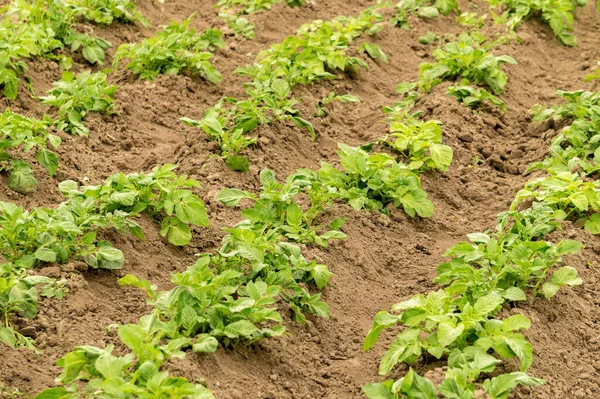 Сельский Сельхозугодий Созревающим Картофелем Выращивание Экологически Чистых Органических Овощей Плодородная — стоковое фото