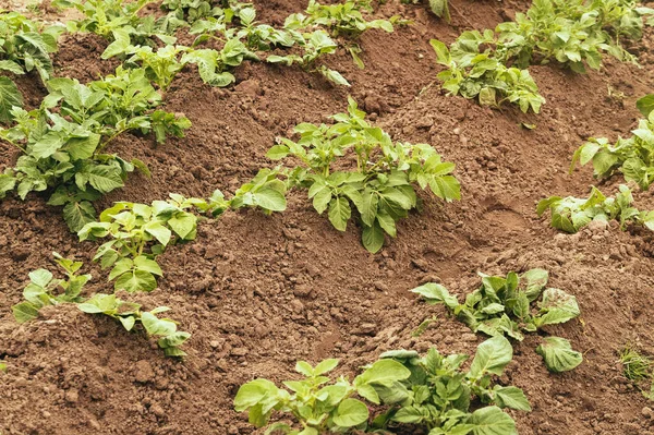 Rustykalny Teren Uprawny Dojrzewającą Uprawą Ziemniaków Hodowla Ekologicznych Warzyw Organicznych — Zdjęcie stockowe