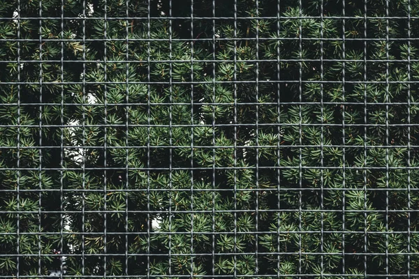 Зеленый Забор Металлическая Сетка Можжевельник — стоковое фото