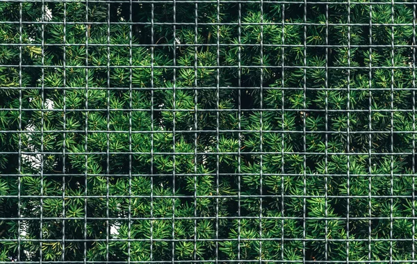Yeşil Bahçe Çiti Metal Ardıç Çalısı — Stok fotoğraf