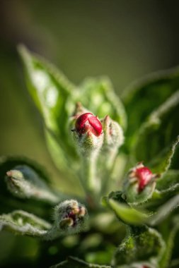 Çiçekli elma baharı bahçesi. Elma ağacının narin çiçekleri