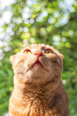 Baharda bahçedeki komik bir kızıl evcil kedinin portresi.