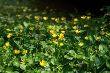 Sarı çiçekli düğün çiçeği güneşli bir bahar ormanında
