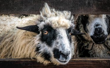 Ahşap bir ahırda koyunlar. İskoçya 'daki çiftlik
