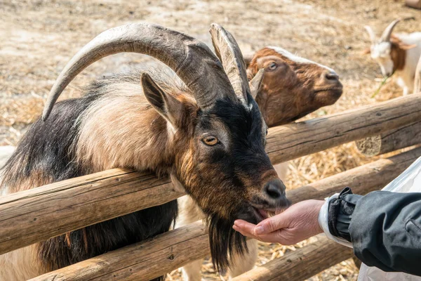 Feeding the animals. Traditional cattle farm and funny contact goats and sheep