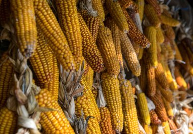 Doğu Avrupa 'daki eski kır evi kuru mısır başlarıyla süslenmiş.