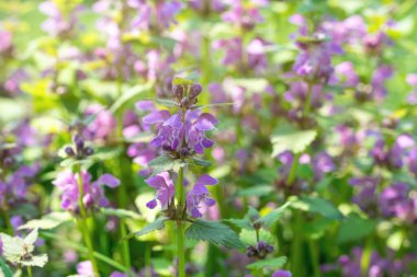 Çiçekli orman çiçekleri. Güneşli bahar çayırı