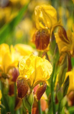  Akşam güneşinin ışıltılarında narin bir bahar çiçeği