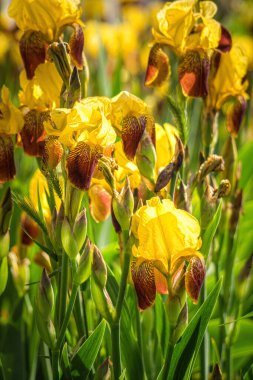  Akşam güneşinin ışıltılarında narin bir bahar çiçeği