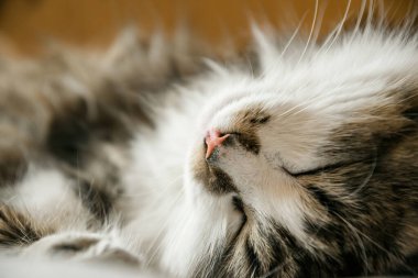  Pembe burunlu, huzurlu, tüylü evcil kedi.