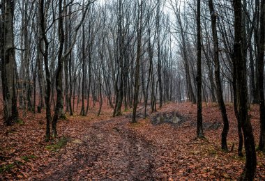 Baharın başında gizemli orman manzarası. New England doğası, ABD