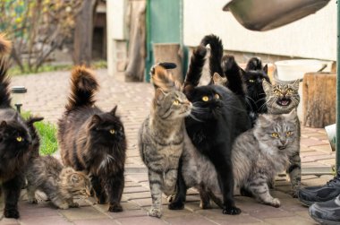 Yemek isteyen komik tekir kedi.