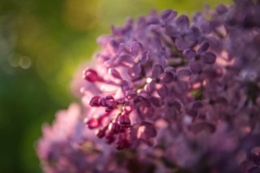  Bahar leylağının mor çiçekleri. Bahar bahçesi