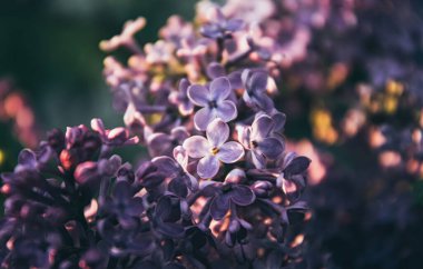  Bahar leylağının mor çiçekleri. Bahar bahçesi