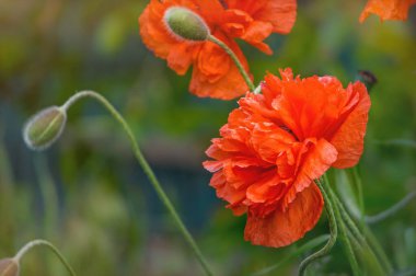 Çiçekli kırmızı gelincikler ve güneşli yaz çayırları