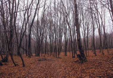 Baharın başında gizemli orman manzarası. New England doğası, ABD