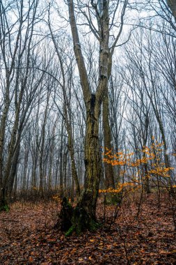 Baharın başında gizemli orman manzarası. New England doğası, ABD