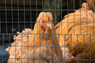  Kümes hayvanları çiftliğinde Kırmızı Koçan Tavukları