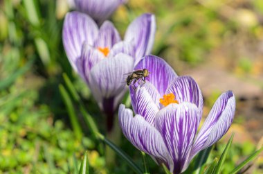 Leylak çiçeği açan timsahlar. Bahar güneşli bahçe